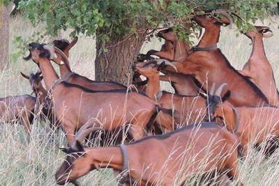 The Goats Meckoec
